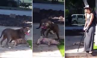 pit bulls killing other dogs